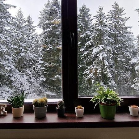 Pine Tree Apartment / Borovets Gardens المظهر الخارجي الصورة